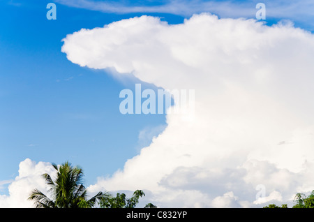 Threatening anvil shaped cumulonimbus cloud surrounded by blue sky forms above top of coconut palm tree in sunshine in Thailand Stock Photo