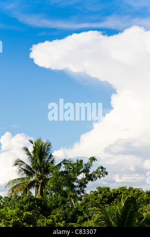 Threatening anvil shaped cumulonimbus cloud surrounded by blue sky forms above coconut palm trees in sunshine in Thailand Stock Photo