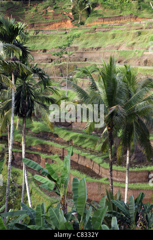 Rice terraces in Tegallalang. Stock Photo