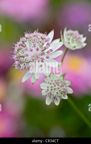 Astrantia major 'Bo Ann' pink flowers - masterwort Stock Photo