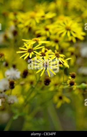 Close-up image of the summer flowering yellow Common Ragwort  - Senecio jacobaea, taken against a soft background Stock Photo