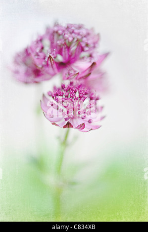 Astrantia major 'Bo Ann' pink flowers - masterwort Stock Photo