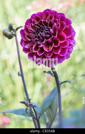 Purple Chrysanthemum flower