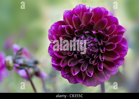 Purple Chrysanthemum flower Stock Photo