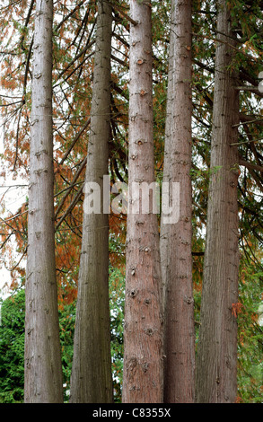 Six high trees in garden Stock Photo