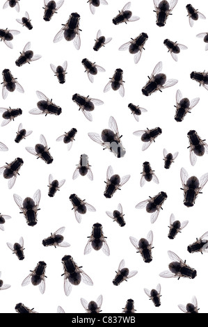 Flies on a White Background Stock Photo