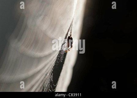 Close up of garden spider [Araneus diadematus] in center of spider web, against a dark background. Stock Photo