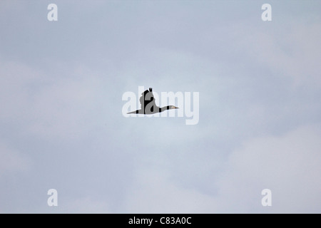 Phalacrocorax Carbo in Flight Stock Photo