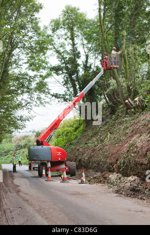 A tree surgeon felling trees via a cherry picker in a deep narrow lane at Irthington, Cumbria UK Stock Photo