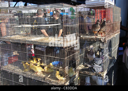 Bird cages at Bonavista Sunday Market, Bonavista, near Salou, Costa Daurada, Province of Tarragona, Catalonia, Spain Stock Photo