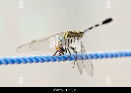 Dragonfly eating an insect on nylon washing line Stock Photo