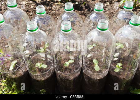Plants growing in plastic bottles Stock Photo