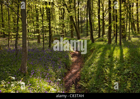 Coldwaltham Park Bluebell wood, Colwaltham, West Sussex Stock Photo
