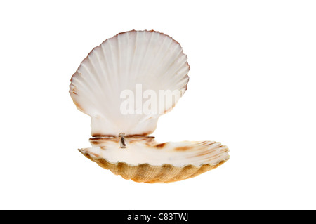 Open empty scallop shell isolated against white Stock Photo