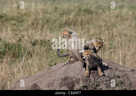 Cheetah - three cubs / Acinonyx jubatus