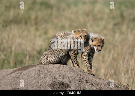 Cheetah - two cubs / Acinonyx jubatus