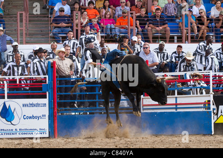 Bull Riding at the Angola State Prison Rodeo in Louisiana State ...