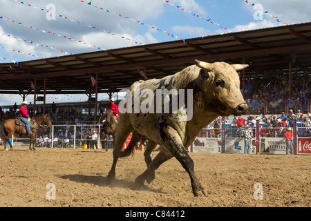 Cattle at the Angola State Prison Rodeo in Louisiana State Penitentiary Stock Photo