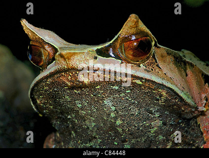 Long-nosed Horned Frog - portrait / Megophrys nasuta Stock Photo