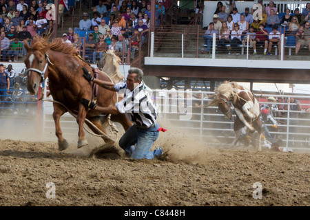 Wild Horse Race at the Angola State Prison Rodeo in Louisiana State ...