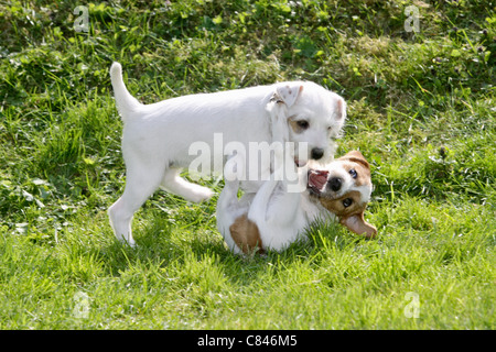 Jack Russell Terrier dog - two puppies on meadow Stock Photo