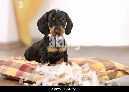 bad habit - Short-haired dachsund puppy destroying pillow Stock Photo