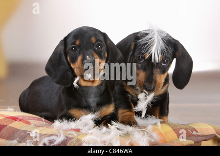 bad habit - Short-haired dachsund puppies destroying pillow Stock Photo