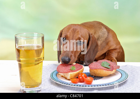 bad habit - Short-haired dachshund dog munching sausage from table Stock Photo