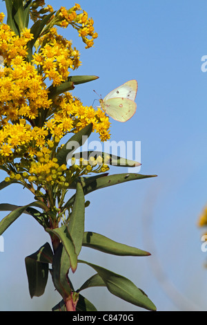 An Orange Sulphur Butterfly, Colias eurytheme, with wings folded feeding on Seaside Goldenrod, Solidago sempervirens. NJ, USA Stock Photo