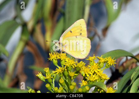 An Orange Sulphur Butterfly, Colias eurytheme, with wings folded feeding on Seaside Goldenrod, Solidago sempervirens. NJ, USA Stock Photo