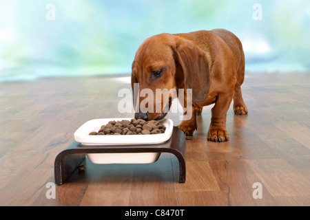 Short-haired dachshund dog - munching
