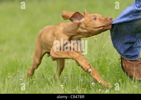 Magyar Vizsla - puppy biting in trousers Stock Photo