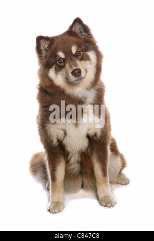 Finnish Lapphund - sitting - cut out Stock Photo