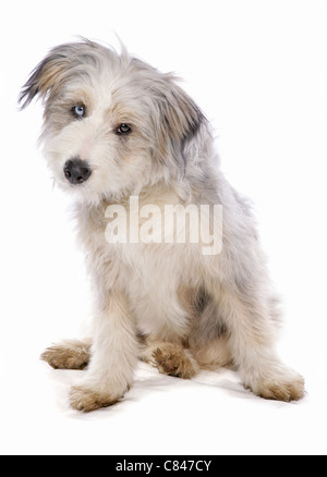 Bearded Collie dog - puppy - sitting Stock Photo