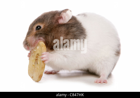 Golden Hamster - munching Stock Photo
