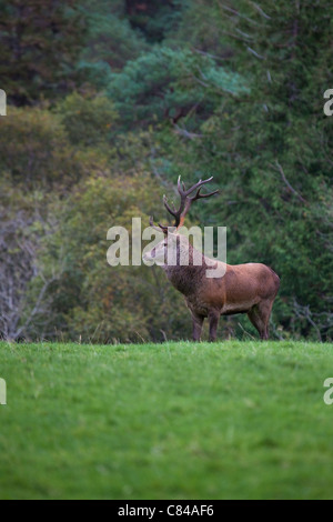 Red Deer stag, Cervus elaphus, in Killarney National Park, Kerry, Ireland, during this year's rutting season. Stock Photo