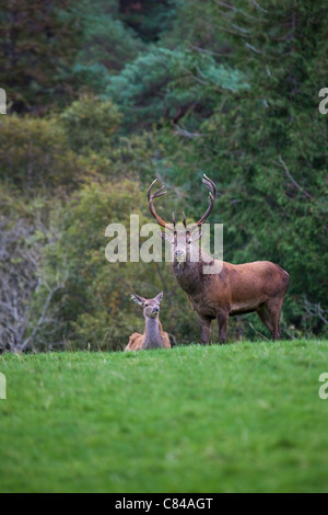 Red Deer stag and hind, Cervus elaphus, in Killarney National Park, Kerry, Ireland, during the 2011 rutting season. Stock Photo