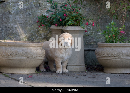 Daisy, Yorkbeach Golden Daydream, seven-week old female golden retriever puppy stands beside plant pots Stock Photo