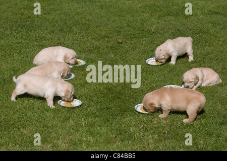 6 golden retriever puppies enjoy licking their food from saucers on a sunny lawn Stock Photo