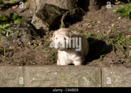 Five and a half week old golden retriever puppy stands after getting muddy following a rain shower on an early autumn day Stock Photo