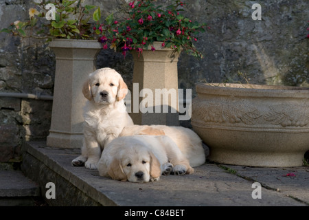 Two seven-week old golden retriever puppies sleep on patio by plant pots as one of their siblings sits Stock Photo