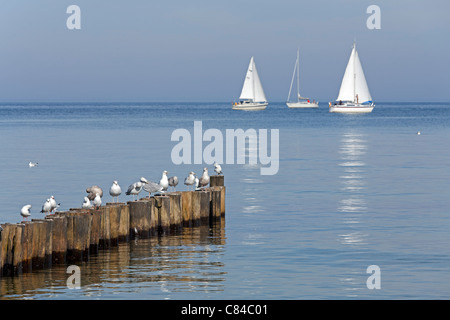 seagulls on a groin and sailing boats, Kuehlungsborn, Baltic Sea, Mecklenburg-West Pomerania, Germany Stock Photo