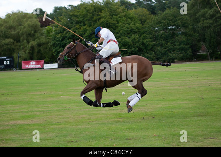 polo player rider horse Sandhurst warmblood game Stock Photo