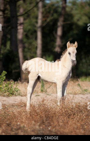 Sorraia horse rare breed animal Portugal Europe Stock Photo