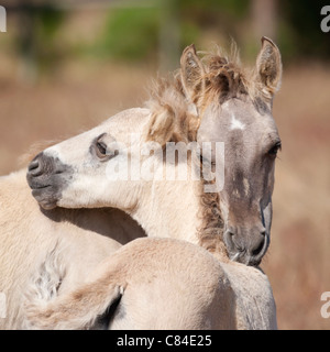 Sorraia horse rare breed animal Portugal Europe Stock Photo