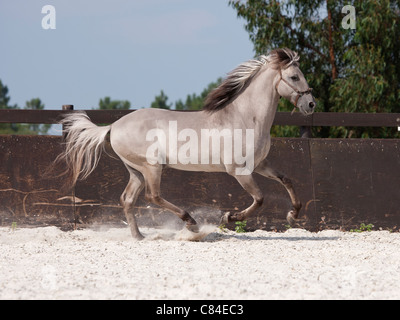 Sorraia horse rare breed animal Portugal Europe Stock Photo