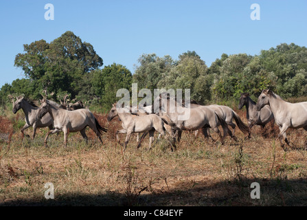 Sorraia horse rare breed animal Portugal Europe Stock Photo