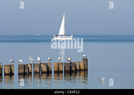 seagulls on a groin and sailing boats, Kuehlungsborn, Baltic Sea, Mecklenburg-West Pomerania, Germany Stock Photo