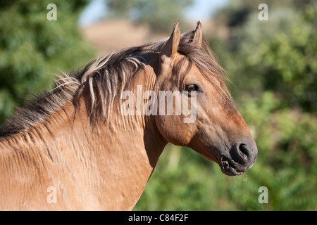 Sorraia horse rare breed animal Portugal Europe Stock Photo