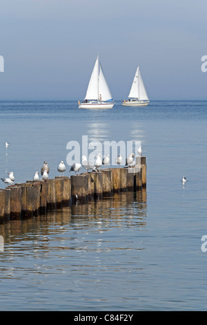 seagulls on a groin and sailing boats, Kuehlungsborn, Baltic Sea, Mecklenburg-West Pomerania, Germany Stock Photo